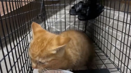 ケージの隅で震える子猫