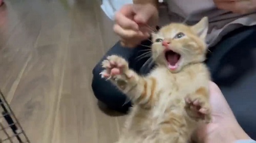 大暴れする子猫