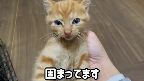 硬直する子猫