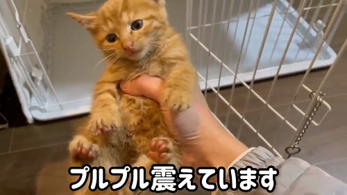 震える子猫