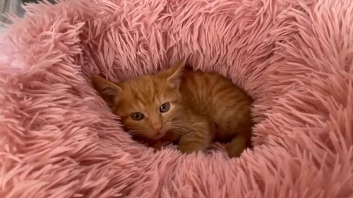 保護から1週間後の子猫