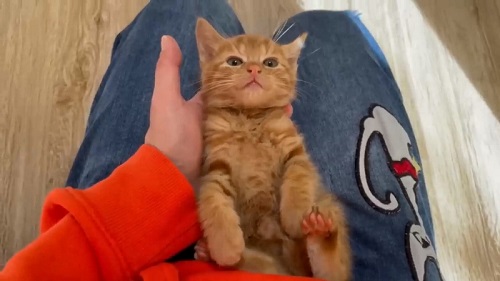 死んだふりする子猫