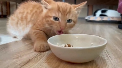 ごはんを食べる子猫