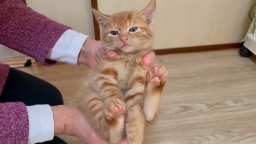かたまる子猫