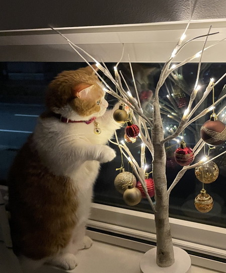 猫とクリスマスツリー