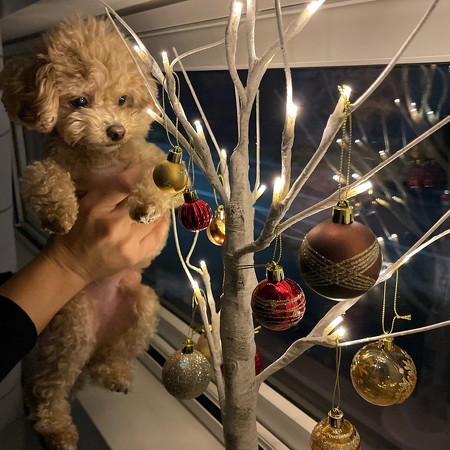 トイプードルとクリスマスツリー