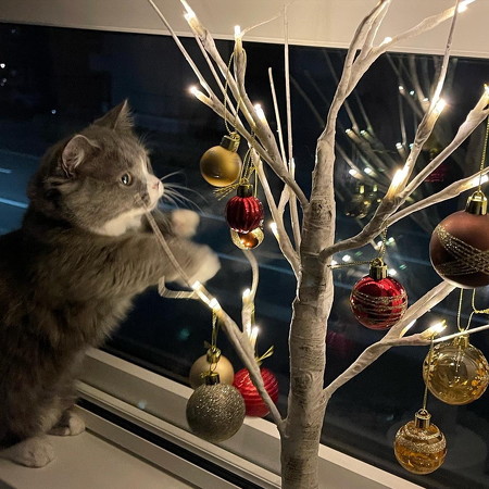 弟猫とクリスマスツリー