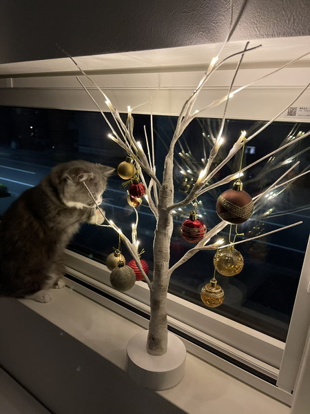 弟猫とクリスマスツリーその2