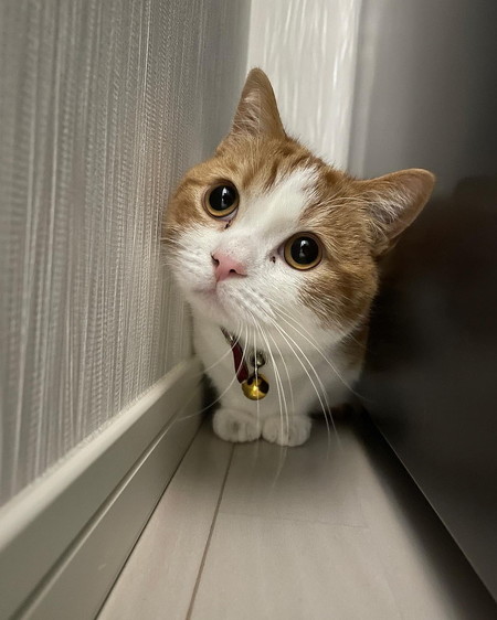 猫の上目遣い