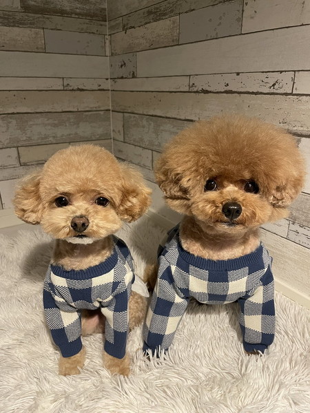 ペアコーデ犬