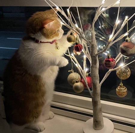 猫とクリスマスツリーアップ