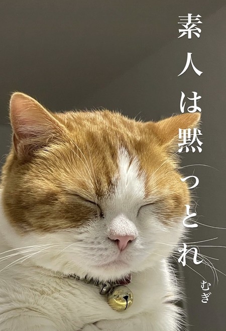 目つぶるマンチカン猫