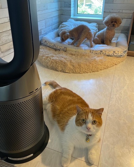 弟猫と犬たち