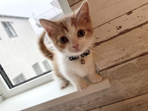 弟猫と犬たち