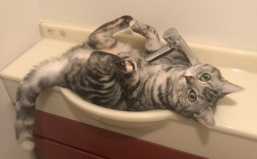 洗面所にはまる猫