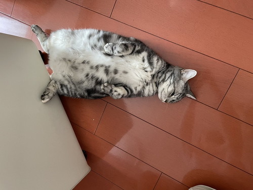 寝転ぶアメリカンショートヘア