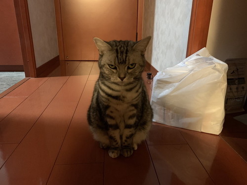 ごはんほしいアメリカンショートヘアの猫