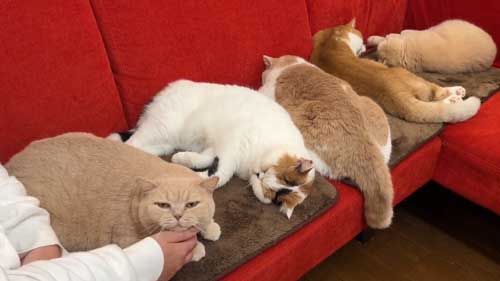 ホットカーペットであたたまる猫たち