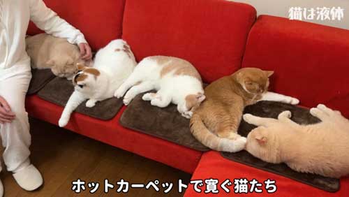 ホットカーペットであたたまる猫たち