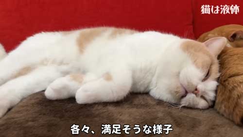 ホットカーペットであたたまる猫たち