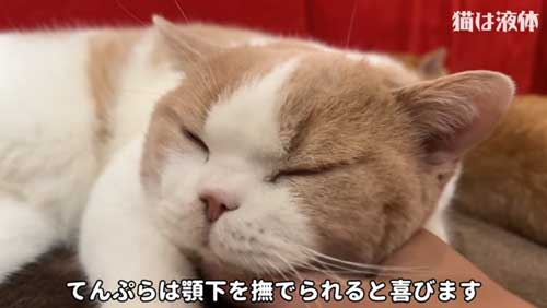 ホットカーペットであたたまる猫たち