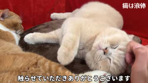ホットカーペットであたたまる猫たち