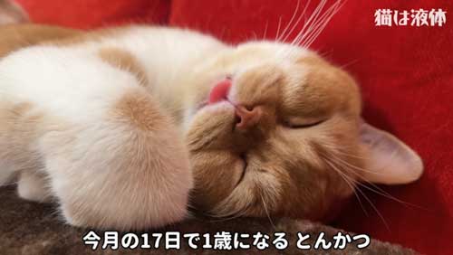 ホットカーペットであたたまる猫たち