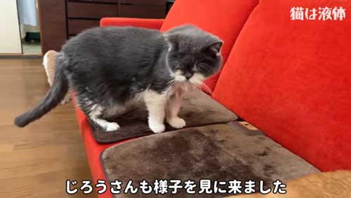 ホットカーペットであたたまる猫たち