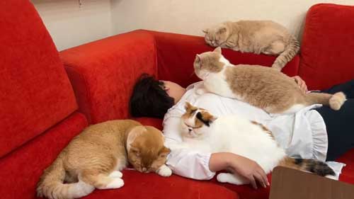 ホットカーペットであたたまる猫たち