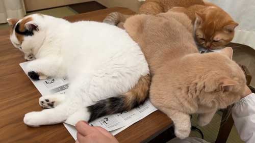 ホットカーペットであたたまる猫たち