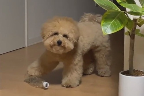 真剣な表情の犬