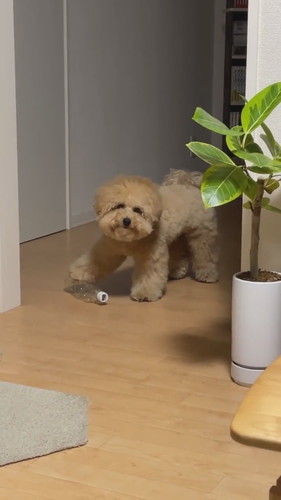 止まっている犬