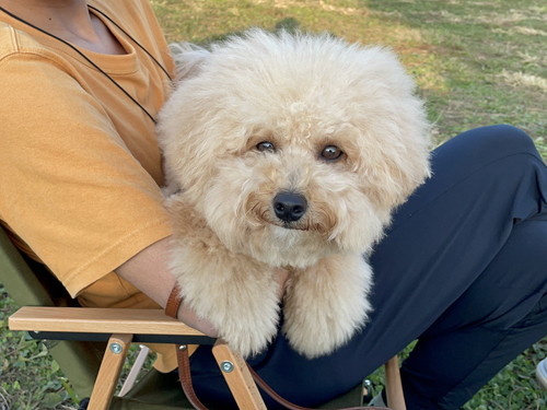 抱っこされる犬のポテチくん