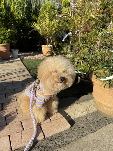 目をつぶる犬のポテチくん