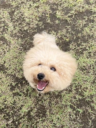 にっこりの犬のポテチくん