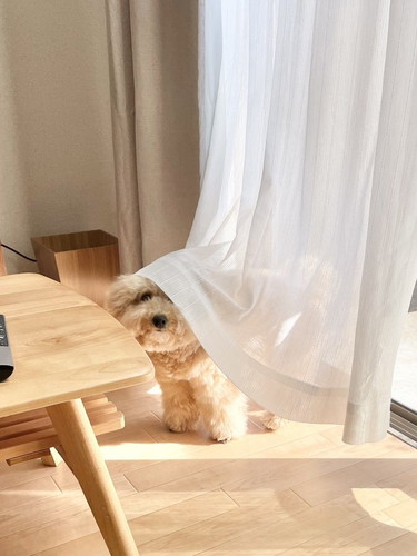 カーテンかぶったポテチくん