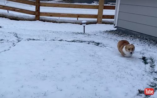 雪の中をぐるぐる走り回るコーギー