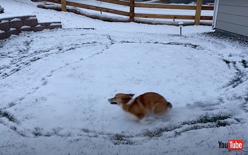 雪の中をぐるぐる走り回るコーギー