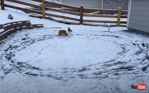 雪の中をぐるぐる走り回るコーギー