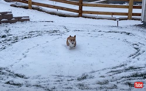 雪の中をぐるぐる走り回るコーギー