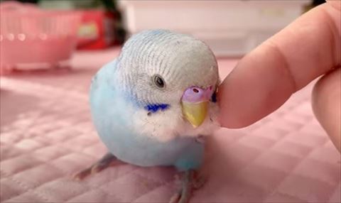 顔の横なでられてるインコ
