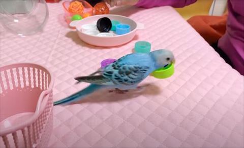 キャップをくわえてる