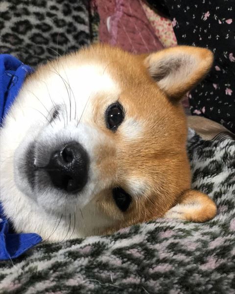 ほほえむ柴犬アップ