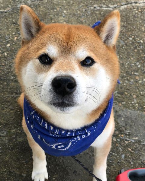 お座りしながら見つめてくるワンコ