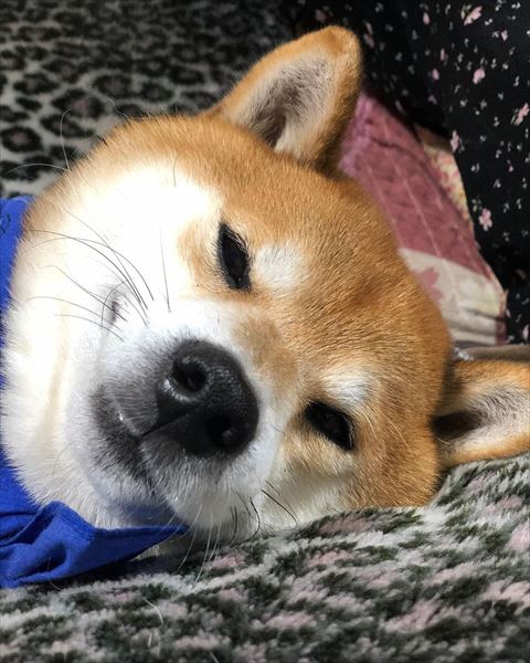 目を細める柴犬アップ