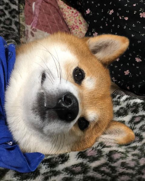 寝ながら遠くを見る柴犬