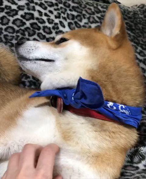 胸元もふもふされるワンコ