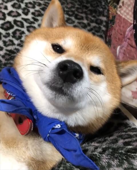 目を細めて見上げるワンコ