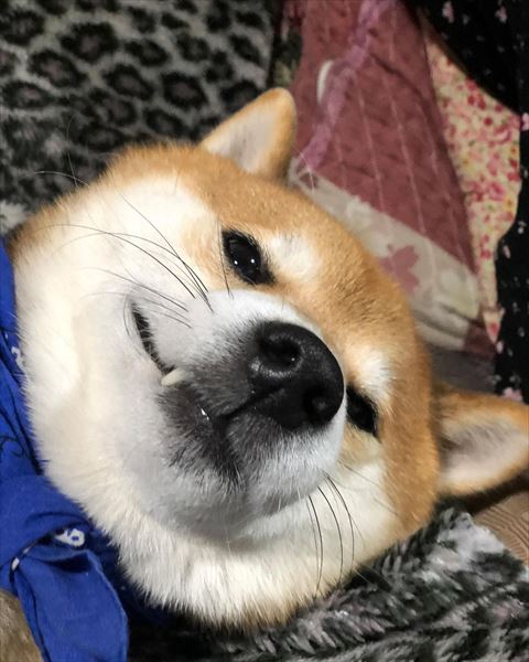 歯をだしてにやっとしてるワンコ