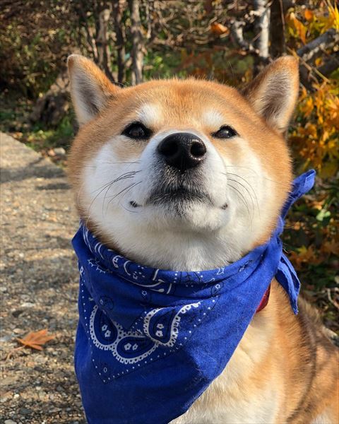 外で飼い主を見上げるワンコ